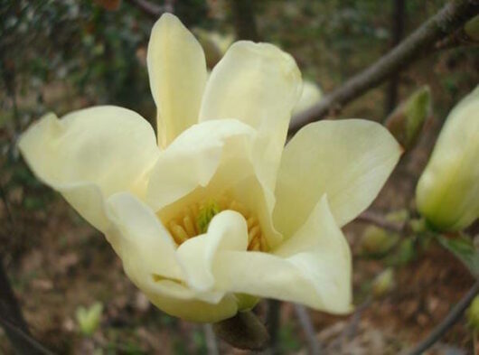 A white Magnolia 'Sunspire' 13" Pot flower is blooming in the woods, illuminated by the sun.