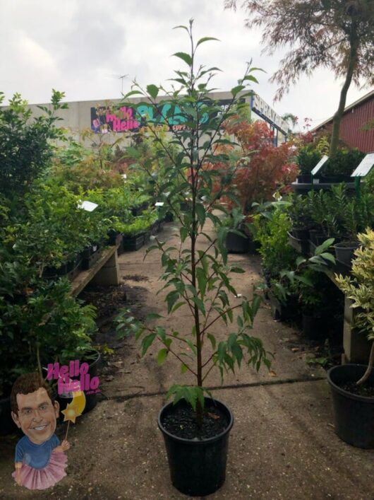 Evergreen Alder 10" Pot @ Hello Hello Plants
