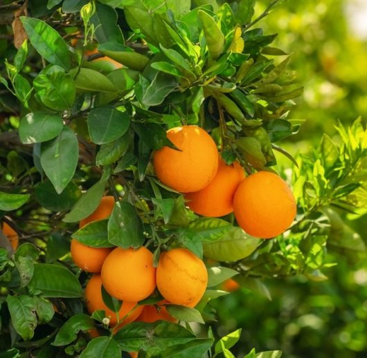 A cluster of ripe oranges hangs from a lush Citrus Orange Tree 'Washington Navel' 10" Pot with vibrant green leaves.