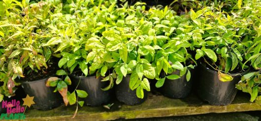 Rows of potted green plants, including Nandina nana 'Dwarf Nandina' in 8" pots, line a wooden surface with a colorful "Hello Hello Plants" logo in the corner.