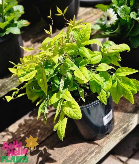 A Nandina nana 'Dwarf Nandina' in an 8" pot sits on a wooden bench, its vibrant green leaves enhancing the lush greenery of the surrounding plants.