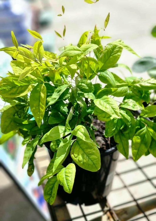 An 8" pot of Nandina nana 'Dwarf Nandina' flourishes with vibrant green leaves gracefully spreading out over the wire mesh surface, soaking up the sunlight.