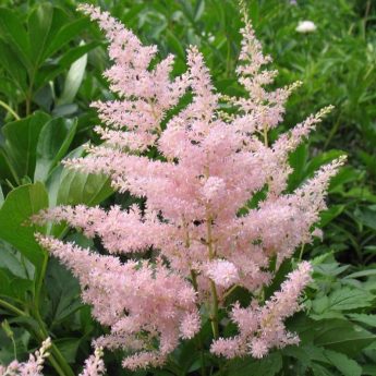 Astilbe 6