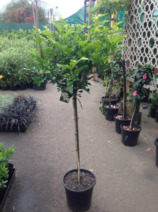 A small Murraya 'Orange Jessamine' (Standard 3ft) with green leaves in a black pot is displayed in an outdoor nursery alongside various other plants. This Murraya 'Orange Jessamine' (Standard 3ft) adds elegance and charm to the diverse botanical collection.