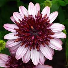 A close-up of the Osteospermum '3D Raspberry' African Daisy 6" Pot with a purple and white blossom and a dark burgundy center.