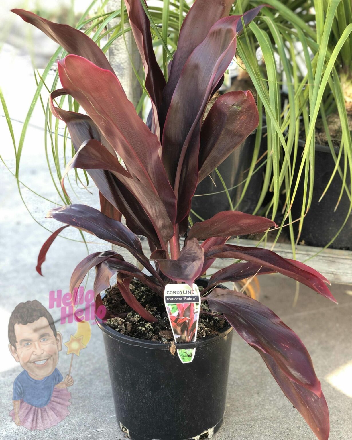 Cordyline 'Rubra' 8