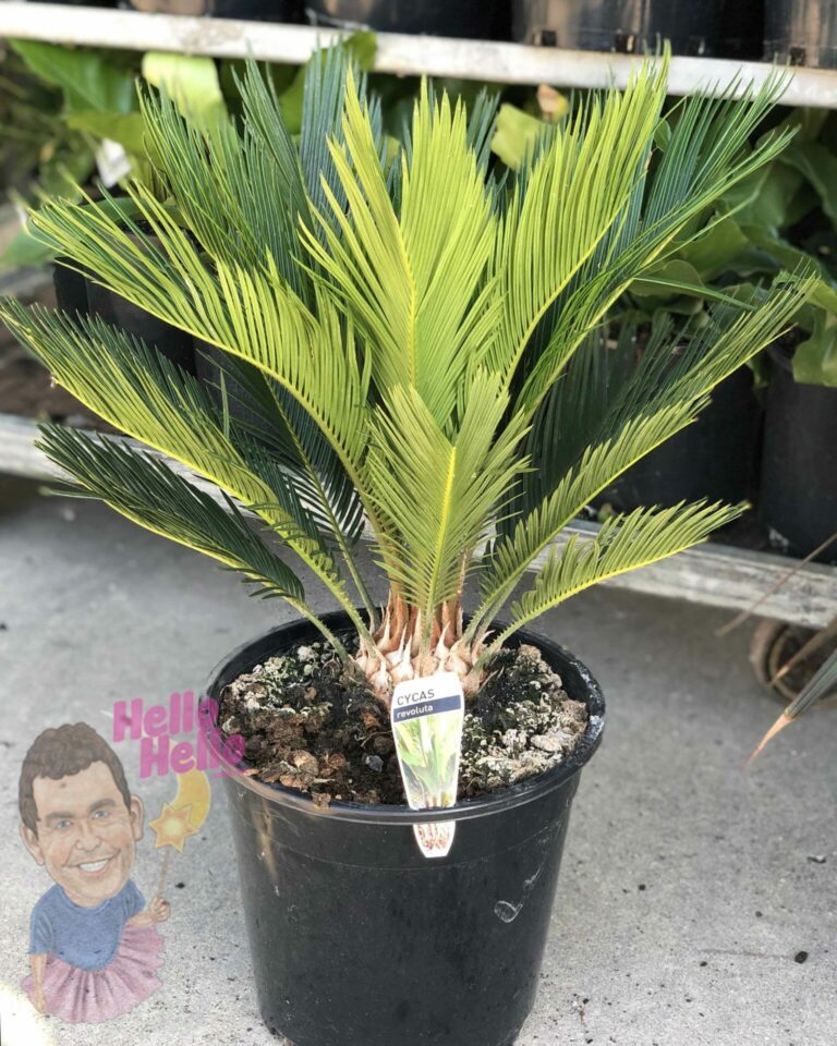 Cycad 'Sago Palm' 8" Pot - Hello Hello Plants & Garden Supplies