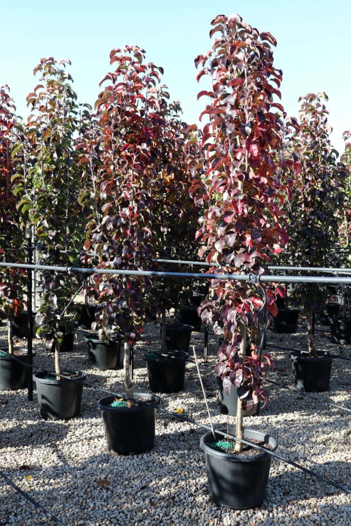 Pyrus 'Capital' Ornamental Pear 16