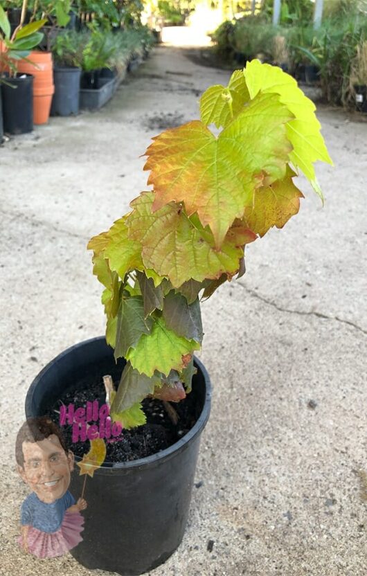 Young Vitis coignetiae 'Crimson Glory Vine' with green and red leaves in a 3" black pot, positioned on a concrete path with potted plants in the background. A decorative stick with a "hello" sign is