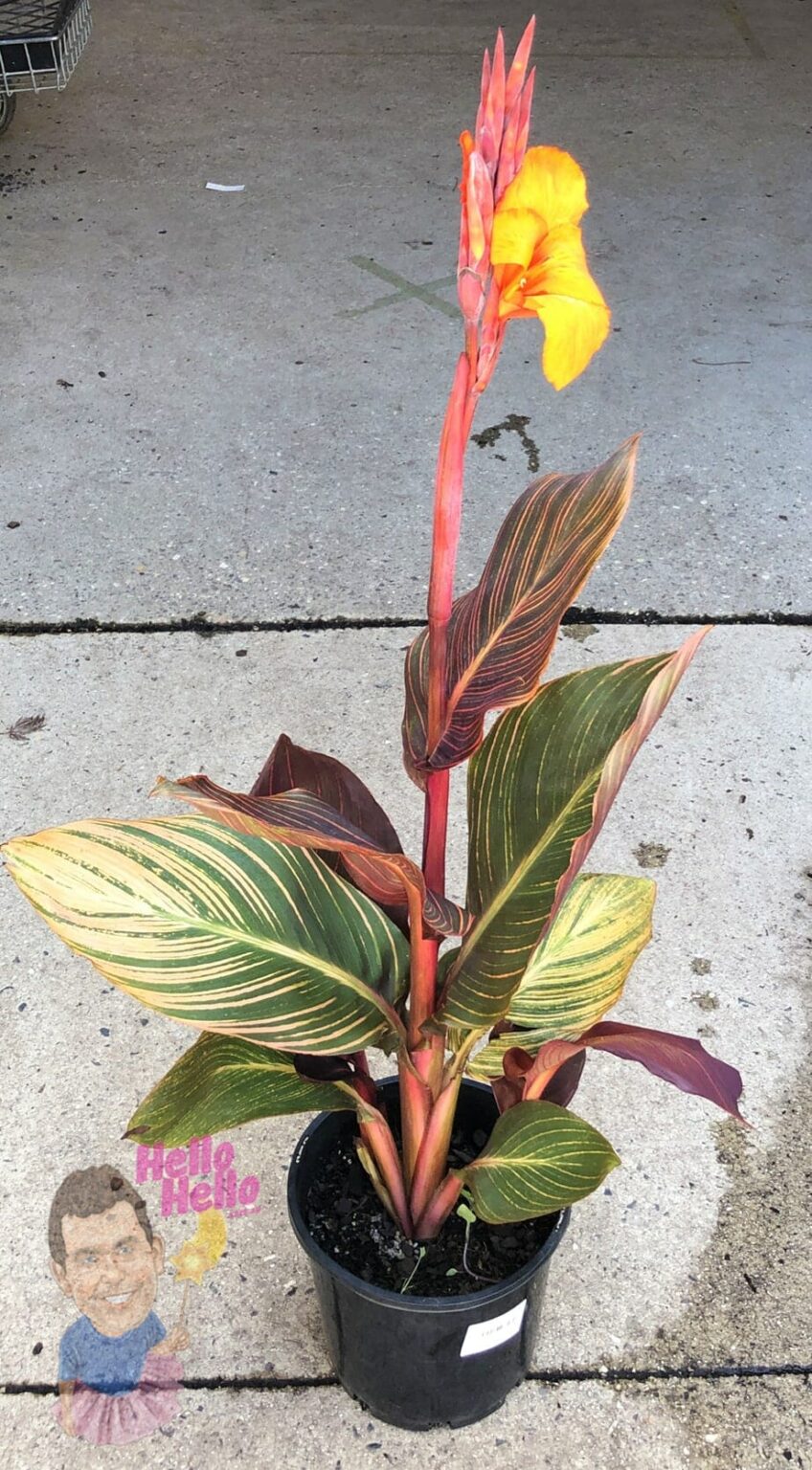 Canna Lily 'Tropicanna' 8" Pot - Hello Hello Plants