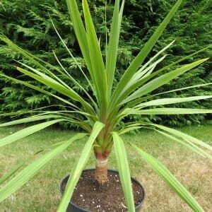 A Cordyline 'Peko' 6" Pot palm tree on a lawn.