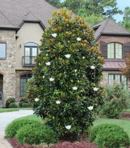 A large Magnolia 'Little Gem' 7" Pot tree with white flowers in front of a house.