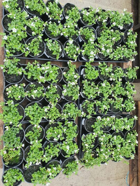 Trays of young Bacopa 'White' plants with green leaves in black 6" pots, arranged neatly on a wooden surface.