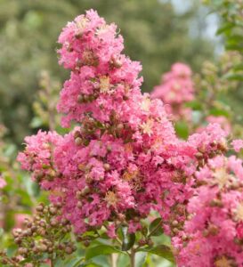 Lagerstroemia 'Comanche' Crepe Myrtle - Hello Hello Plants