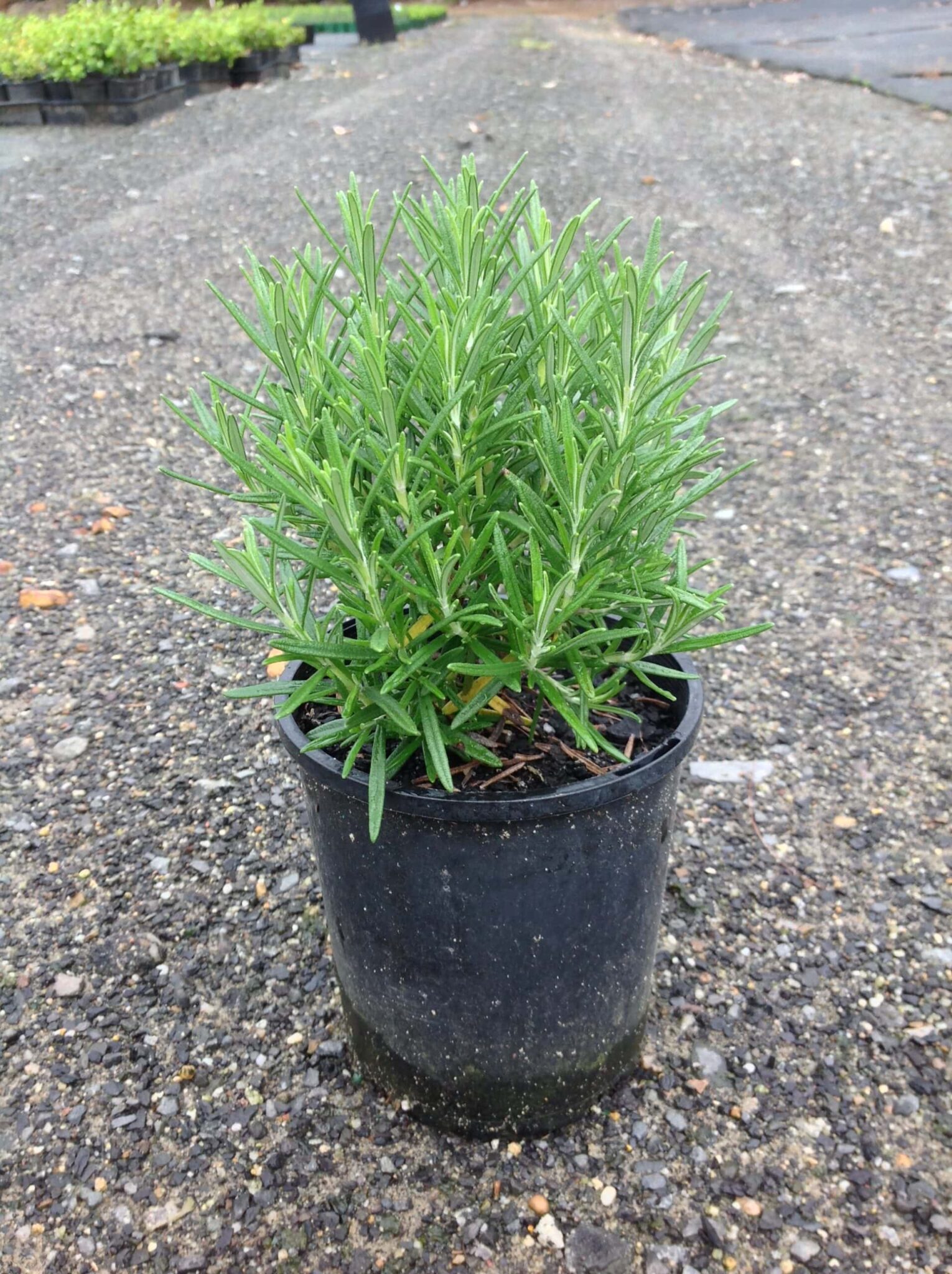 Rosmarinus Common  Rosemary  6 Pot  Hello Hello Plants  