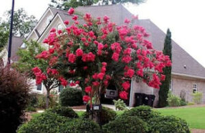 A Crepe Myrtle flowering tree in front of a house.