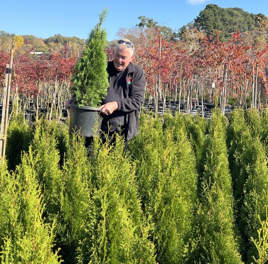 thuja occidentalis smaragd conifer shrub 12inch pot thick and bushy with chris hello hello plants