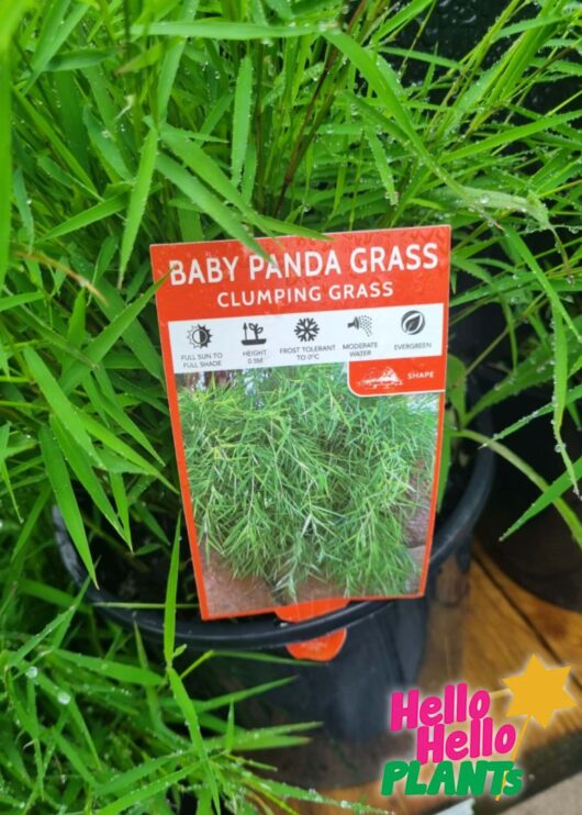 BABY PANDA BAMBOO GRASS 20CM POT