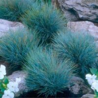 Festuca 'Elijah Blue' Fescue Grass clusters surrounded by rocky terrain and white flowers.