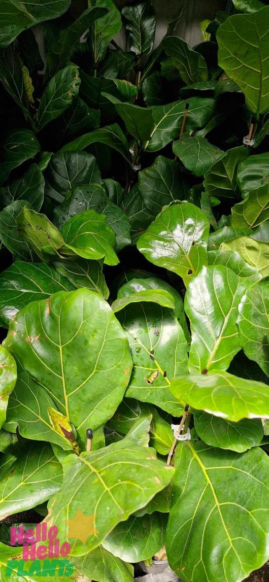 Bright green Ficus 'Fiddle Leaf Fig' plants with large, glossy leaves are densely grouped together in a 7" pot.