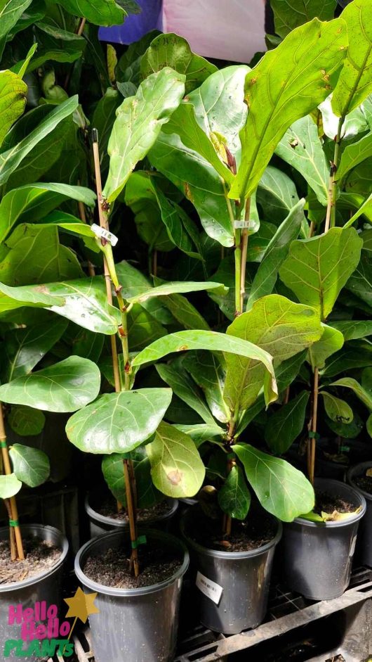 A collection of lush Ficus 'Fiddle Leaf Fig' plants, each elegantly placed in a stylish 7" pot, exudes a contemporary charm.