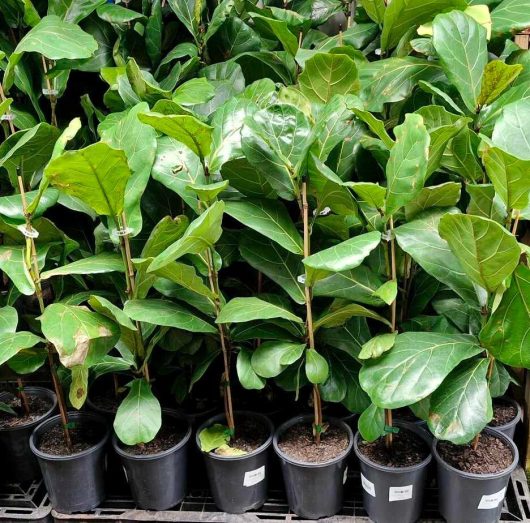 The Ficus 'Fiddle Leaf Fig' in a 7" pot features broad green leaves and thrives beautifully.