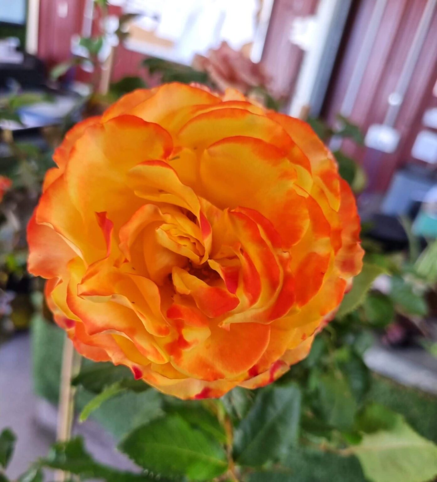 Rose Tequila Sunrise 4ft Standard Hello Hello Plants