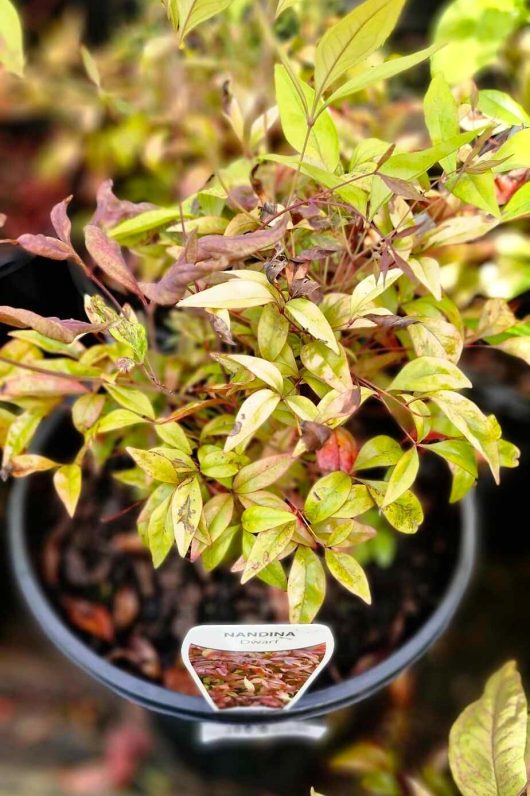 Nandina nana 'Dwarf Nandina' with lush green and reddish leaves flourishing in a 6" pot placed on a dark surface.