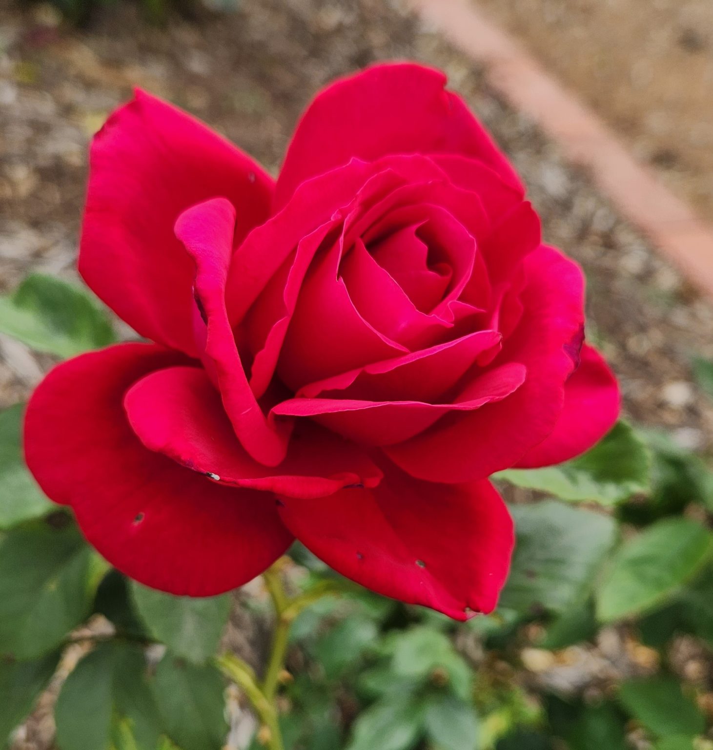 Rose 'The Australian Bicentennial' Bush Form - Hello Hello Plants