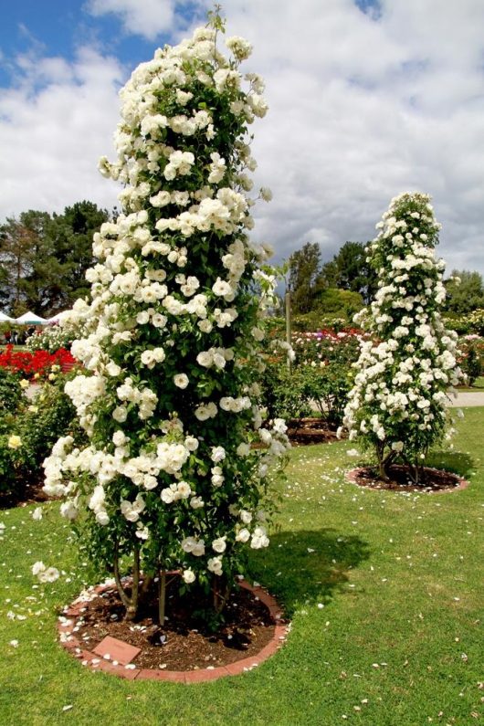 Two tall rose bushes, one being the graceful Rose 'Iceberg' Climber with its white blossoms, stand on a neatly maintained lawn. They are surrounded by a vibrant garden of flowering plants and trees under a partly cloudy sky.