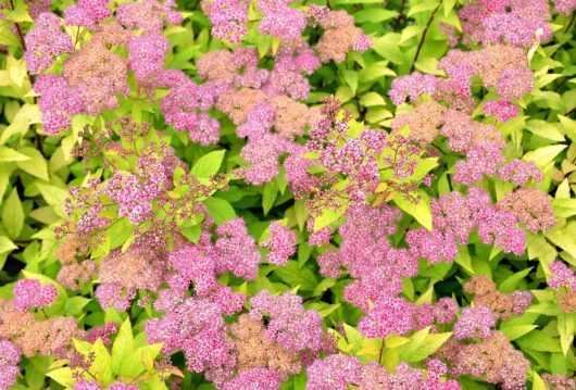 Spiraea japonica Goldflame Japanese Spirea with lime green and yellow leaves and flowering musky pink blooms