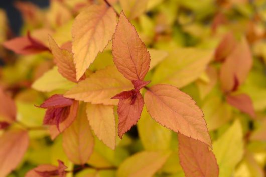 A close up of Spiraea Goldflame with orange and yellow and red leaves during autumn Spiraea japonica 'Goldflame' Japanese Spirea