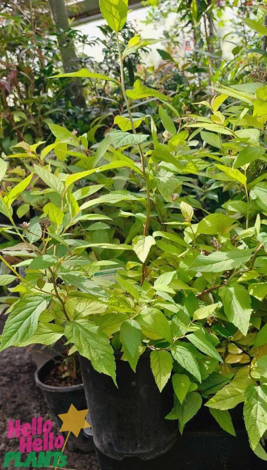 A Spiraea 'Goldflame' potted plant is placed in a garden setting, its numerous green leaves flourishing in a 6" pot.