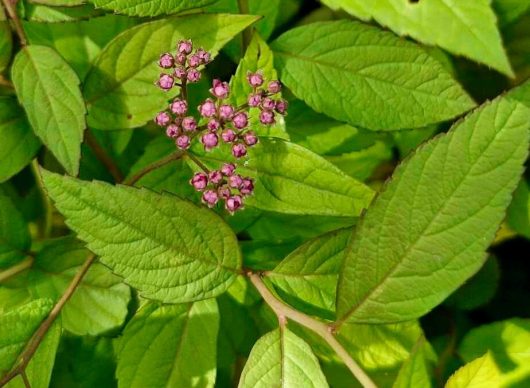 A small cluster of unopened pink flowers, supported by vibrant green leaves, flourishes in the Spiraea 'Goldflame' 6" Pot, highlighting nature's delicate beauty and promise of bloom.