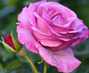 A Rose 'Vol De Nuit' Bush Form is blooming in a garden.