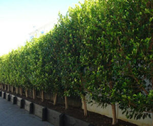 A row of Ficus hillii 'Flash' (Standard 90cm) 8" Pot hedges on a sidewalk.