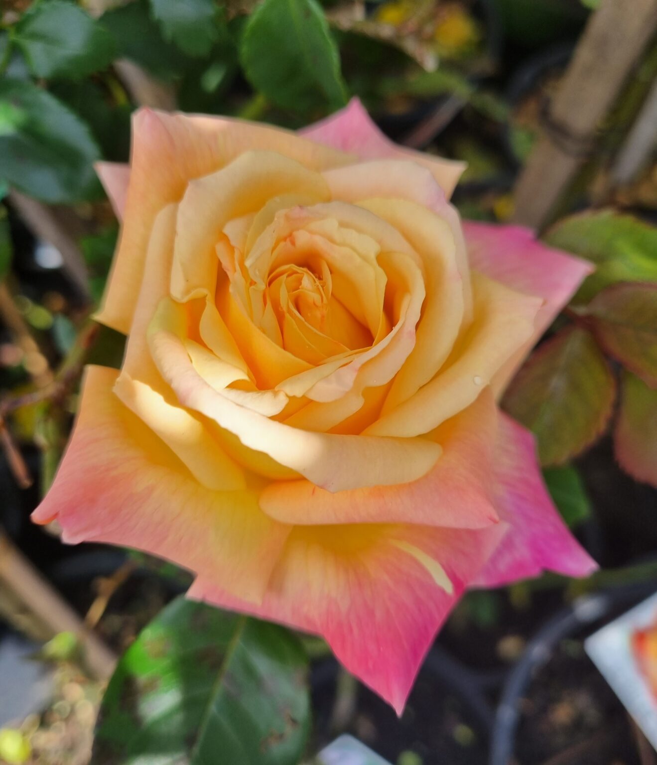 Rose Peace 2ft Standard Hello Hello Plants And Garden Supplies 