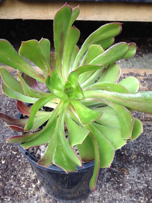 Houseleek Succulent - Hello Hello Plants & Garden Supplies