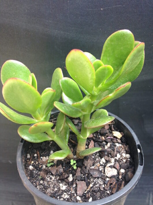 Crassula Jade (Large Leaf) Succulent 8