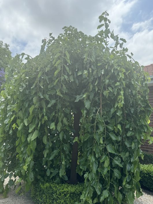 A large Morus 'Weeping Mulberry' in a 24" pot, characterized by its dense, drooping green leaves, stands next to a brick building under a cloudy sky.