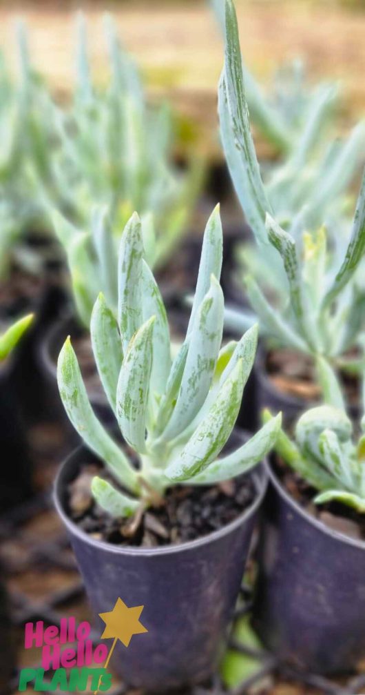 Senecio 'Blue Chalk Sticks' 3" Pot, featuring elongated pale green leaves, comes in black containers.