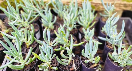 A delightful assortment of small potted plants, showcasing the distinct Senecio 'Blue Chalk Sticks' with their verdant foliage, all neatly arranged in individual 3" pots.