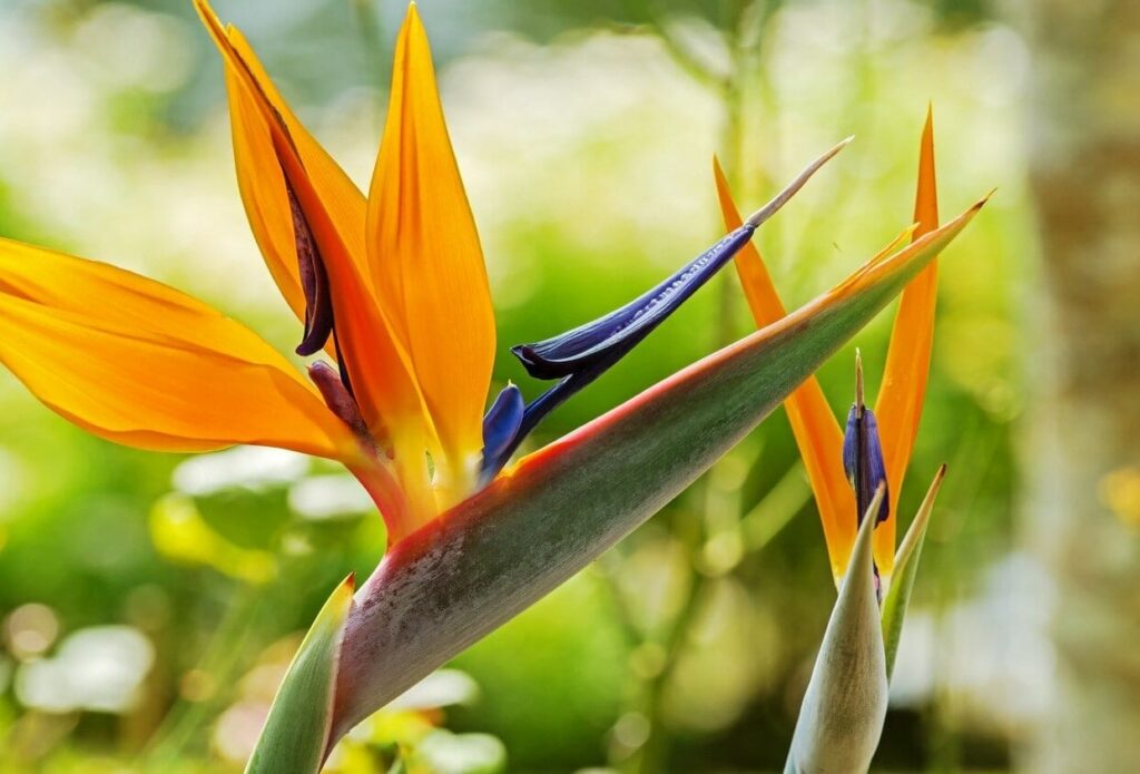 free download bird of paradise plant