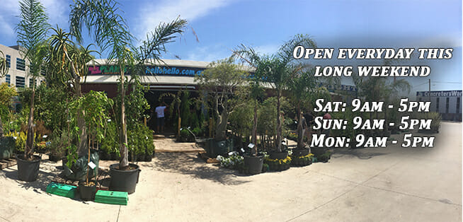 ANZAC Day Sales - Open ALL LONG WEEKEND! - News, Plant Sales & Plant ...