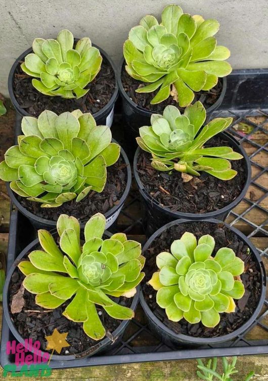 Six Aeonium 'Green Houseleek' succulent plants, each in a 6" pot, are elegantly arranged on a wire shelf, with their lush leaves creating a stunning rosette pattern.