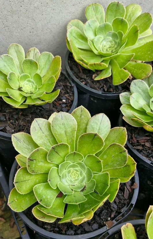 Aeonium 'Green Houseleek' Succulent plants in 6" pots are arranged closely together on dark soil, showcasing their vibrant green hues.