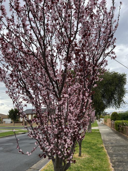 The Prunus 'Nigra' Upright Purple Flowering Plum, with its pink blossoms, grows along a sidewalk in a suburban neighborhood, brightening the overcast sky above.