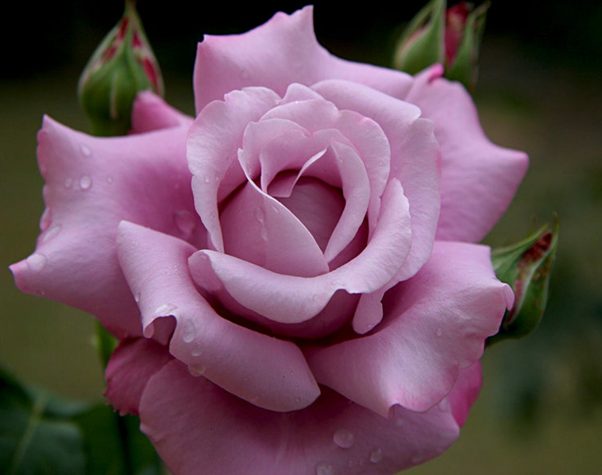 Роза чайно-гибридная Шарль де Голль