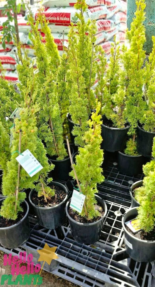 A variety of potted conifer plants, featuring the elegant Cupressus 'Swanes Gold' in an 8" pot, are displayed on a rack, each accompanied by care tags.