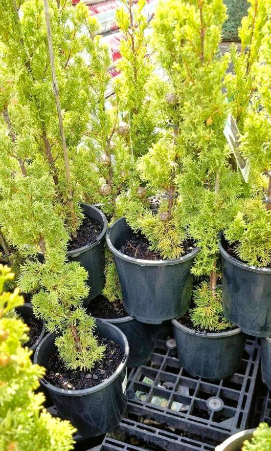 Several potted conifer trees with bright green needles, including the striking Cupressus 'Swanes Gold' Conifer in an 8" pot, are arranged on a black plastic pallet.